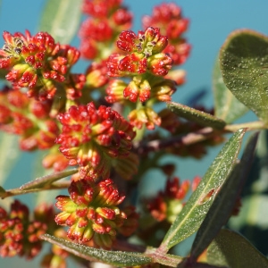 Photographie n°2285490 du taxon Pistacia lentiscus L. [1753]