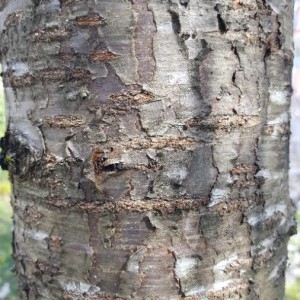  - Prunus subhirtella Miq. [1864]