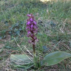 Photographie n°2285689 du taxon Himantoglossum robertianum (Loisel.) P.Delforge [1999]
