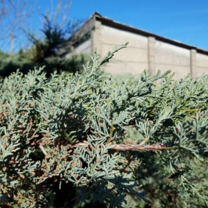 Photographie n°2285699 du taxon Juniperus horizontalis Moench