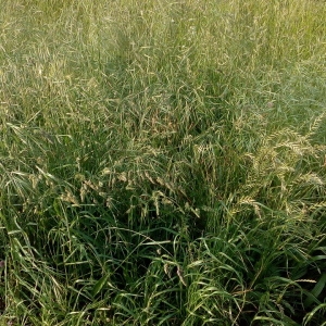 Photographie n°2285703 du taxon Poaceae 
