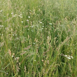 Photographie n°2285705 du taxon Poaceae 