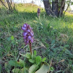 Photographie n°2285717 du taxon Himantoglossum robertianum (Loisel.) P.Delforge [1999]