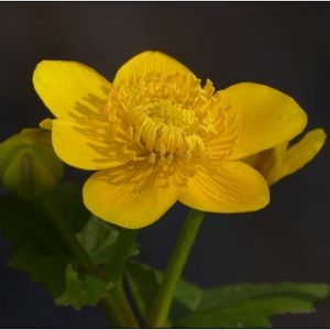 Photographie n°2285724 du taxon Caltha palustris L. [1753]