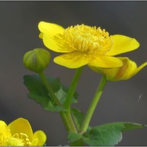 Photographie n°2285725 du taxon Caltha palustris L. [1753]