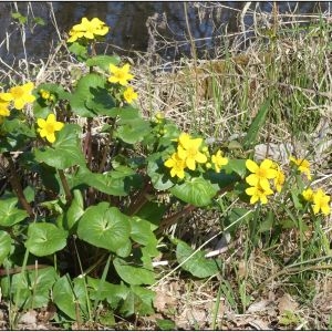 Photographie n°2285726 du taxon Caltha palustris L. [1753]