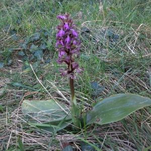 Photographie n°2285755 du taxon Himantoglossum robertianum (Loisel.) P.Delforge