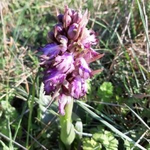Photographie n°2285758 du taxon Himantoglossum robertianum (Loisel.) P.Delforge