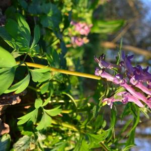 Photographie n°2285768 du taxon Corydalis solida (L.) Clairv.