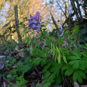 Photographie n°2285769 du taxon Corydalis solida (L.) Clairv.