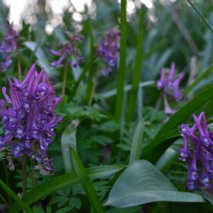 Photographie n°2285771 du taxon Corydalis solida (L.) Clairv.