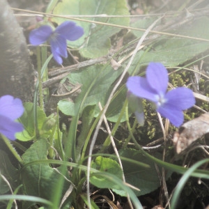 Photographie n°2285779 du taxon Viola hirta L. [1753]