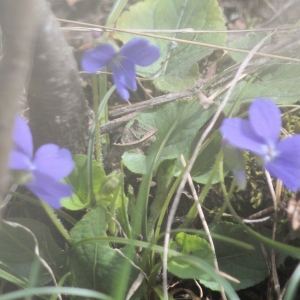 Photographie n°2285780 du taxon Viola hirta L. [1753]