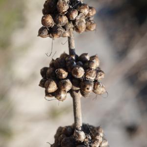 Photographie n°2285849 du taxon Vitex agnus-castus L. [1753]