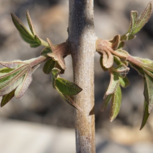 Photographie n°2285855 du taxon Vitex agnus-castus L. [1753]