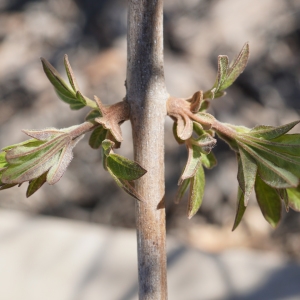 Photographie n°2285858 du taxon Vitex agnus-castus L. [1753]