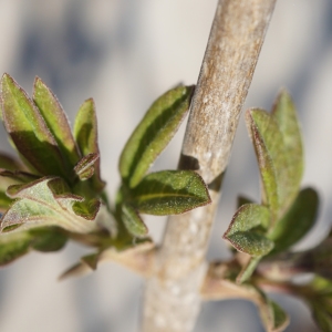 Photographie n°2285859 du taxon Vitex agnus-castus L. [1753]