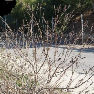 Photographie n°2285862 du taxon Vitex agnus-castus L. [1753]