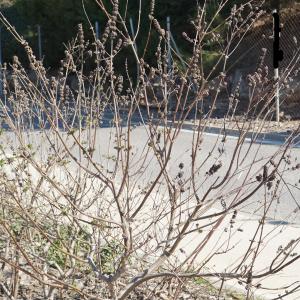 Photographie n°2285865 du taxon Vitex agnus-castus L. [1753]