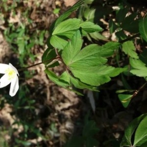 Photographie n°2285890 du taxon Anemone nemorosa L. [1753]