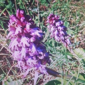 Photographie n°2285901 du taxon Himantoglossum robertianum (Loisel.) P.Delforge [1999]