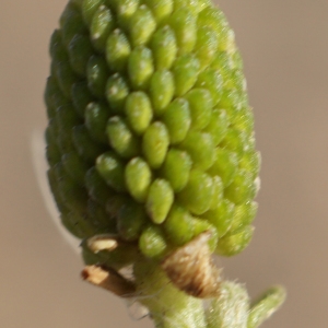 Photographie n°2285949 du taxon Ranunculus sceleratus L. [1753]