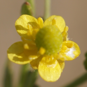 Photographie n°2285953 du taxon Ranunculus sceleratus L. [1753]