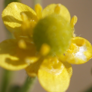 Photographie n°2285958 du taxon Ranunculus sceleratus L. [1753]