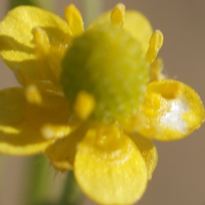 Photographie n°2285960 du taxon Ranunculus sceleratus L. [1753]