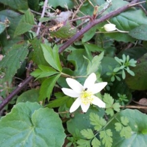 Photographie n°2285991 du taxon Anemone nemorosa L. [1753]