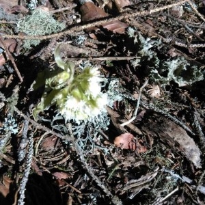 Photographie n°2285992 du taxon Petasites albus (L.) Gaertn. [1791]