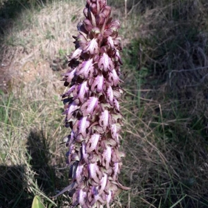Photographie n°2285998 du taxon Himantoglossum robertianum (Loisel.) P.Delforge [1999]