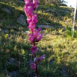 Photographie n°2286040 du taxon Antirrhinum majus L. [1753]