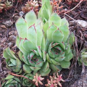 Photographie n°2286042 du taxon Sempervivum tectorum L.