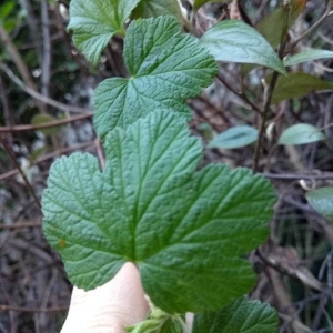 Photographie n°2286047 du taxon Ribes sanguineum Pursh [1814]