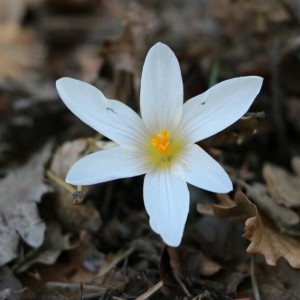 Photographie n°2286061 du taxon Crocus versicolor Ker Gawl. [1808]