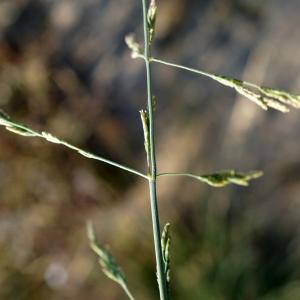 Photographie n°2286136 du taxon Cutandia maritima (L.) Benth. [1881]