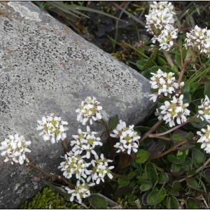 Photographie n°2286151 du taxon Cochlearia pyrenaica DC. [1821]