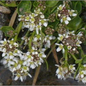 Photographie n°2286153 du taxon Cochlearia pyrenaica DC. [1821]