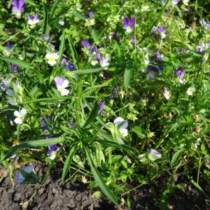 Photographie n°2286200 du taxon Viola tricolor L. [1753]