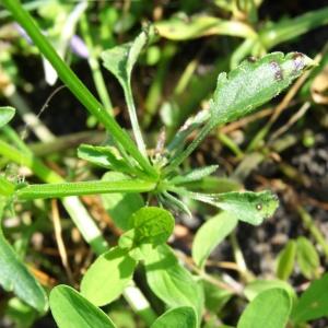 Photographie n°2286202 du taxon Viola tricolor L. [1753]