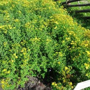 Photographie n°2286206 du taxon Hypericum perforatum L. [1753]