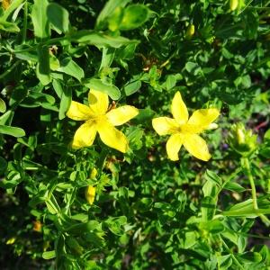 Photographie n°2286207 du taxon Hypericum perforatum L. [1753]