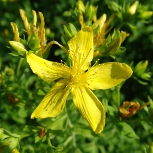 Photographie n°2286209 du taxon Hypericum perforatum L. [1753]
