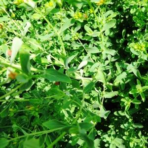 Photographie n°2286210 du taxon Hypericum perforatum L. [1753]