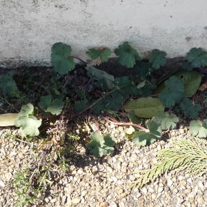 Photographie n°2286222 du taxon Géranium à feuilles rondes