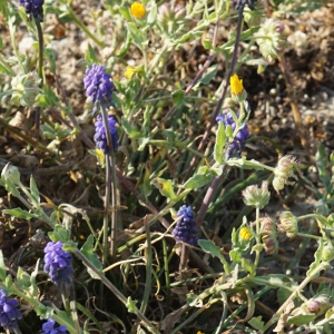 Photographie n°2286227 du taxon Muscari neglectum Guss. ex Ten. [1842]