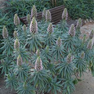 Photographie n°2286262 du taxon Echium candicans L.f. [1782]