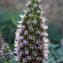  Liliane Roubaudi - Echium candicans L.f. [1782]