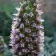  Liliane Roubaudi - Echium candicans L.f. [1782]